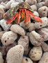Awesome Aquatic 5 Pack 5 Unbleached Natural Hermit Crab Sponges Natural Sea Sponge Maintains Humidity Drinking Water