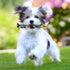 rocket & rex 3-Pack Dog Toy Set, Tug Rope Toys for Small to Medium Breeds, Rubber and Crackle for Extra Chewing Fun