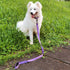 Advanced 4 Feet Dog Leash with Padded Handle, Sturdy Nylon Leads for Medium Large Dogs Walking, Training, Hiking, etc