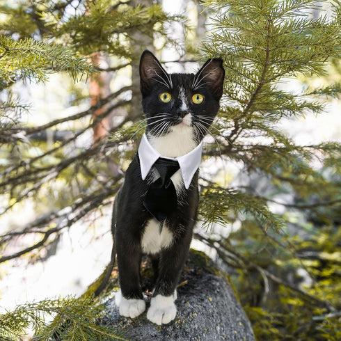 Dog Cat Tuxedo Collar with Bowtie, Cat Wedding Bowtie Costume for Birthday Easter Valentines Dog Cat Puppy