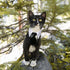 Dog Cat Tuxedo Collar with Bowtie, Cat Wedding Bowtie Costume for Birthday Easter Valentines Dog Cat Puppy