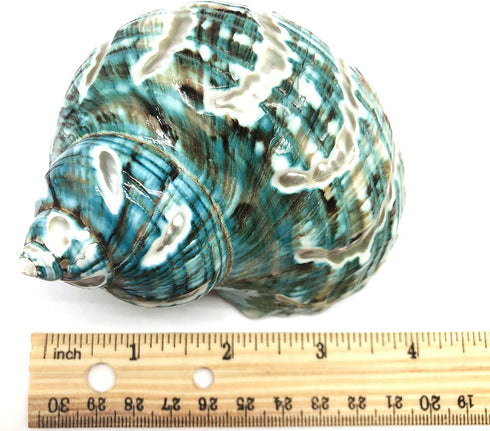 PEPPERLONELY 1 3-1/2 Inch 4 Inch PC Spiral Jade Turbo Sea Shell, Hermit Crab Sea Shells, ~