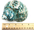 PEPPERLONELY 1 3-1/2 Inch 4 Inch PC Spiral Jade Turbo Sea Shell, Hermit Crab Sea Shells, ~