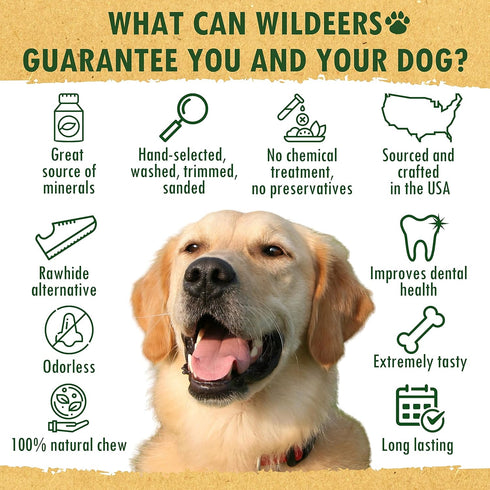 Wildeers Elk Antlers for Dogs - Medium, 3-Pack, Naturally Shed, Grade A, 5-7 inch, Long Lasting Chews for Aggressive