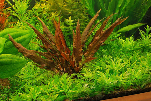 Big Kahuna Aquatics 4 Red Aquarium Plants Rotala Ludwigia Super Wendtii Red Tiger Lotus Tropical Freshwater Live
