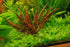 Big Kahuna Aquatics 4 Red Aquarium Plants Rotala Ludwigia Super Wendtii Red Tiger Lotus Tropical Freshwater Live