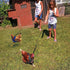 4 Pcs Adjustable Chicken Harness with Leash - Comfortable Hen Vest, Breathable Mesh Training Harness for Small Pets
