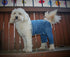 Original Dog Pants - E-Collar Alternative for Medium Dogs, Blue