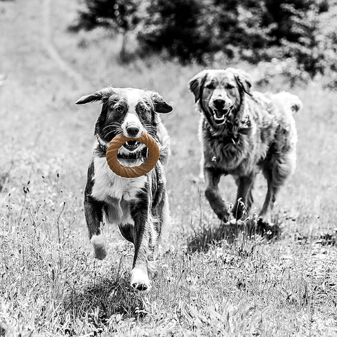 Chew Ring BarkBone, Pet Qwerks, Durable Dog Toys, Peanut Butter Flavor, 5.75"