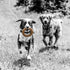 Chew Ring BarkBone, Pet Qwerks, Durable Dog Toys, Peanut Butter Flavor, 5.75"