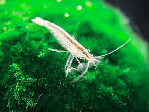 Aquatic Arts 1 Small Freshwater Bamboo Shrimp (Live Singapore Flower Shrimp) |