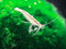 Aquatic Arts 1 Small Freshwater Bamboo Shrimp (Live Singapore Flower Shrimp) |