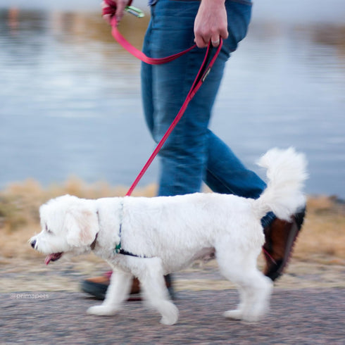 Reflective 4 Feet Nylon Dog Leash with Padded Double Handles, Durable Traffic Handle for Small Dogs, RED