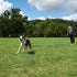 Hi Kiss Dog/Puppy Obedience Recall Training Agility Lead - 15ft 20ft 30ft 50ft 100ft Training Leash, Great for Play