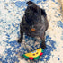 SPOT 6in Fun Food Taco Plush Dog Toy with Squeaker - Interactive Soft, Squeaky Toy for Dogs and Puppies, Keeps Pets