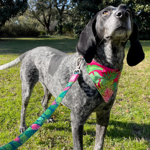 Max & Molly Classic 4 ft Dog Leash, Strong, Padded, Waterproof, Stylish Patterns for Small Dogs - Tropical
