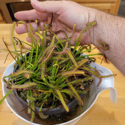 Generic 3 inch Carnivorous Merry Go Round Giant Cape Sundew (Drosera Capensis) Pot