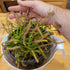 Generic 3 inch Carnivorous Merry Go Round Giant Cape Sundew (Drosera Capensis) Pot