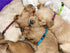 PARTNER Puppy ID Collars, Super Soft Nylon Adjustable Breakaway Collars for New Born Pets with Record Keeping Charts
