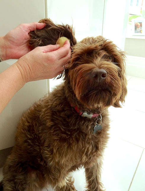 Sea Sponges for Dogs, Luxury Canine Bath Care for Pet Grooming