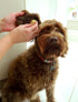 Sea Sponges for Dogs, Luxury Canine Bath Care for Pet Grooming
