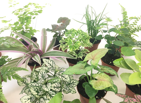 Optiflora (2 (2" Mini Terrarium Plants Plants) Fairy Garden Plants (Assorted Varieties) Pots)