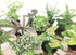 Optiflora (2 (2" Mini Terrarium Plants Plants) Fairy Garden Plants (Assorted Varieties) Pots)