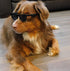 G006 Dog Medium Breeds 20-40 lbs Pet Cat 80s Costume Prop Sunglasses, Black