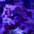Seachem Reef Advantage Calcium, 500gram