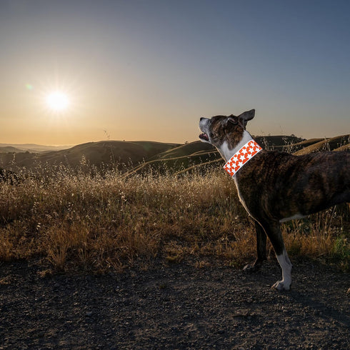 Reflective Dog Collar - Fluorescent Blaze Orange with Adjustable Fastener for Small, Medium & Large Pets, High