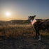 Reflective Dog Collar - Fluorescent Blaze Orange with Adjustable Fastener for Small, Medium & Large Pets, High