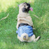 Wegreeco Washable Male Dog Diapers, Pack of 3, Large - 18"-21" Waist, Washable Belly Wrap