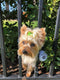 FenceMate Dog Safety Harness to Keep Pets Safe, Small Size Fits Chest 12"-16"