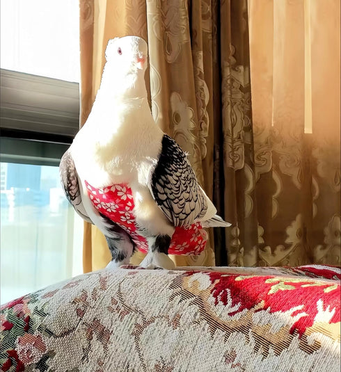 Magnoloran 2 80in Pcs Bird Diapers Bird Harness Flight Suits Diapers with Flying Leash Reusable Parrot Nappy