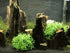 BEGONDIS Aquarium Decorations, Fish Tank Artificial Green Water Plants Safe for All Fish & Pets