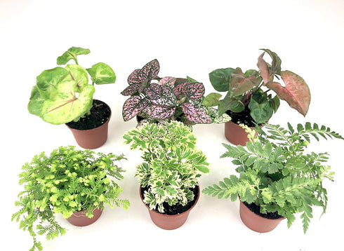 Optiflora (6 (2" Mini Terrarium Plants Plants) Pots) Fairy Garden Plants Assorted Varieties