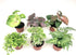 Optiflora (6 (2" Mini Terrarium Plants Plants) Pots) Fairy Garden Plants Assorted Varieties