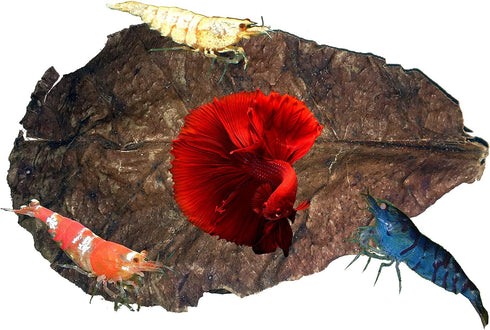 Awesome Aquatic Betta & Shrimp Leaves, 50 Premium Catappa Indian Almond Leaves, Natural Habitat Tannin