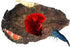 Awesome Aquatic Betta & Shrimp Leaves, 50 Premium Catappa Indian Almond Leaves, Natural Habitat Tannin