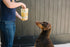 Freeze Dried Superfood Snacks for Dogs, Pumpkin + Kale, All Natural Dog Treat