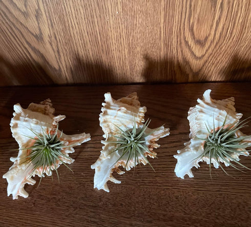 4 Pack 4-5 inches Conch Shells for Unique Succulent Pot, Betta Fish Tank Decorations, and Beach Theme Party