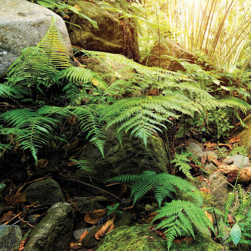 Galápagos (05400) Terrarium Background Clings, 11.125" x 36", Woodland