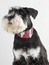 Small Dog Collar Puppy Cat Tiny Pet Bow Tie & Bandana Set, 2pcs PU Leather Canvas Scarf, Durable Camo-Red
