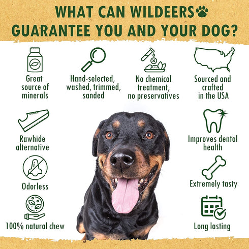 Wildeers Large Deer Antlers for Dogs - Premium Chew Treats, Made in USA, Naturally Shed, Grade A, 7-9 in, 2 Pieces