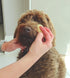 Sea Sponges for Dogs, Luxury Canine Bath Care for Pet Grooming