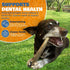 Natural Elk Antlers for Dogs - Premium Grade Long-Lasting Whole Deer Antler Chews for Aggressive Chewers - 1 Pack