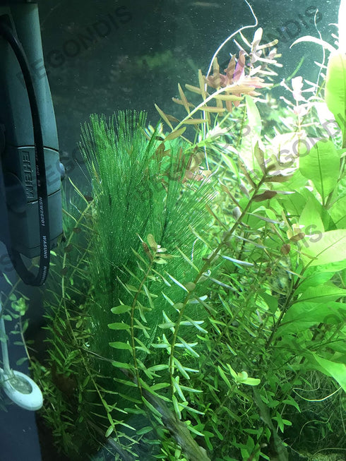 BEGONDIS 3Pcs Aquarium Decorations, Artificial Green Water Plants for Fish Tank, Silk Fabrics Plastic