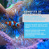 Continuum Aquatics Coral Elements N Nutrient Supplement for Live Corals & Reef Aquarium, 250-ml