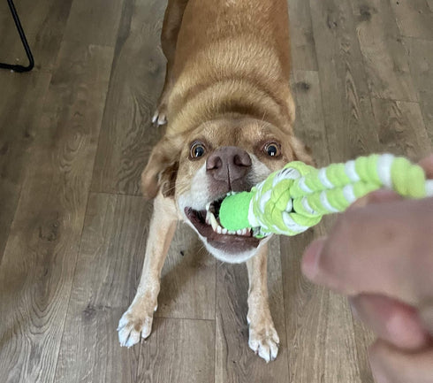 2 Piece Dog Training Ball on Rope, Cotton Rope Tug Ball Toy for Big and Small Dogs