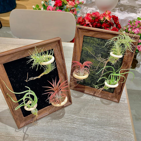 Generic 8 Tillandsia Air Plant Trio Kit: Caput-Medusae, Ionantha v.Stricta, Funckiana, Frame with Magnetic Holders